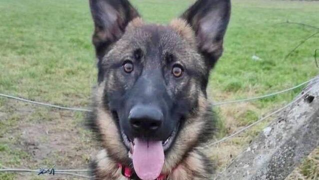 Kildare Rescue Tails: Tyson is eager to please