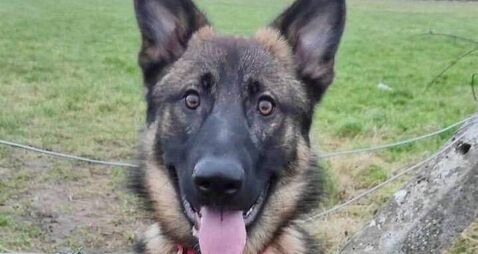 Kildare Rescue Tails: Tyson is eager to please