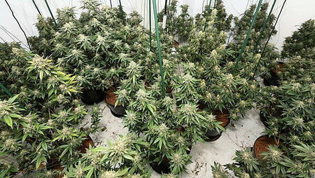 Sixteen arrested after nine cannabis factories uncovered across the North
