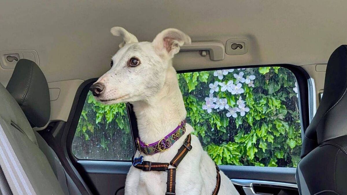 Kildare Rescue Tails: Jess would love a quiet home