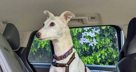 Kildare Rescue Tails: Jess would love a quiet home