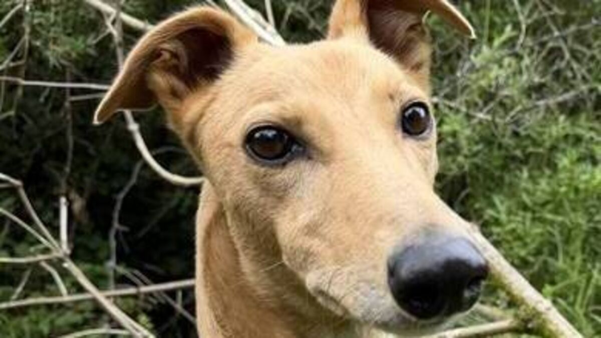 Kildare Rescue Tails: Jasper is waiting for his forever home