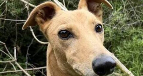 Kildare Rescue Tails: Jasper is waiting for his forever home