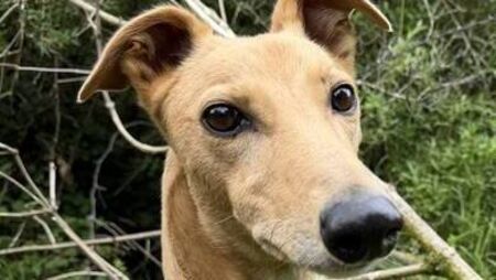 Kildare Rescue Tails: Jasper is waiting for his forever home