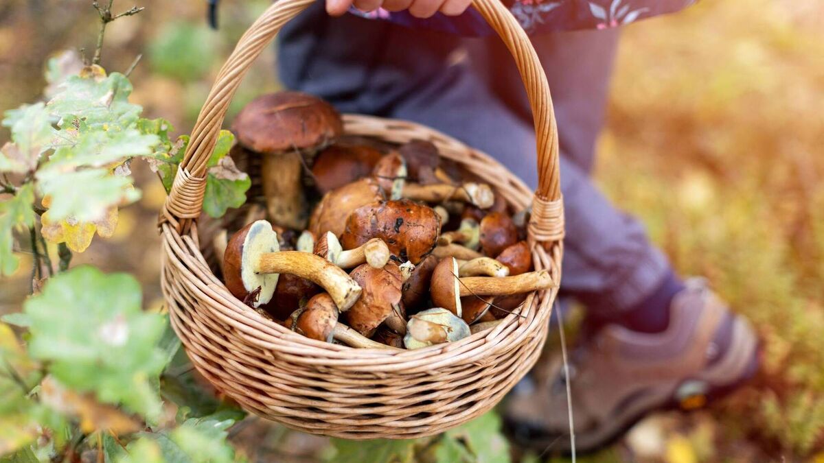 Living Greener: A beginner’s guide to wild mushrooms