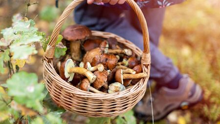 Living Greener: A beginner’s guide to wild mushrooms