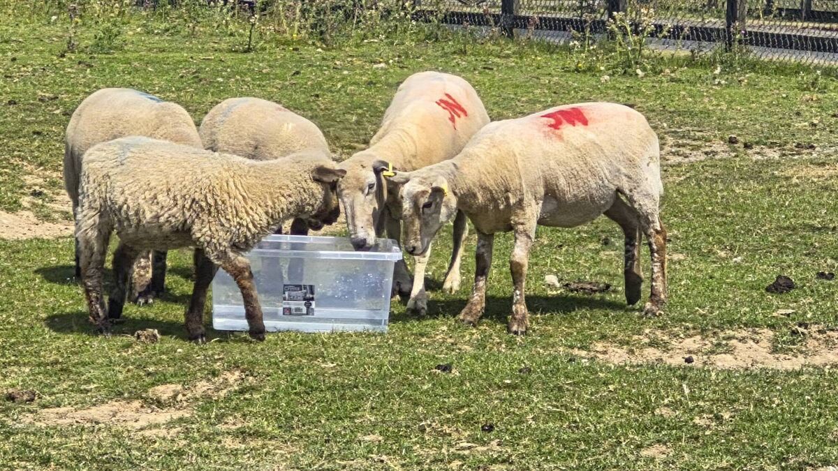 Heatwave concern over sheep on the Curragh