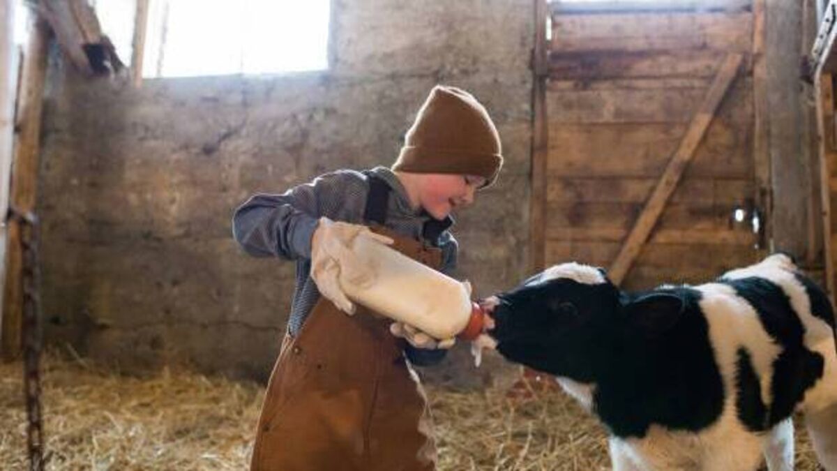 Search for Kildare dairy star