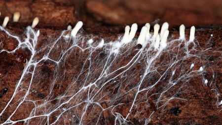 Living Greener: Recycling the world quietly underneath our feet