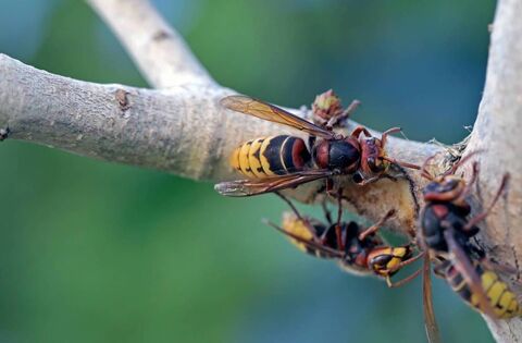 Asian hornet pose huge threat to Kildare wildlife - News