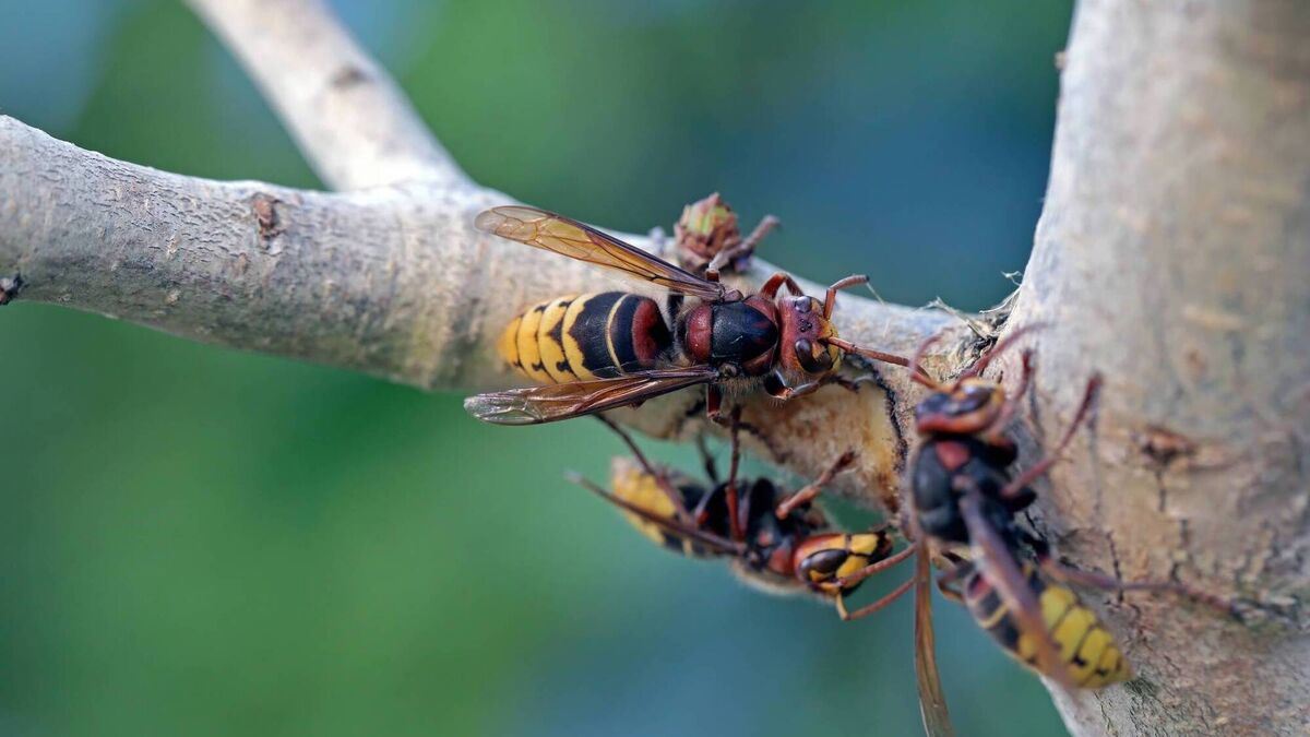 Asian hornet pose huge threat to Kildare wildlife