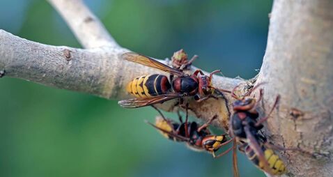 Asian hornet pose huge threat to Kildare wildlife