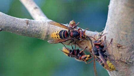 Asian hornet pose huge threat to Kildare wildlife