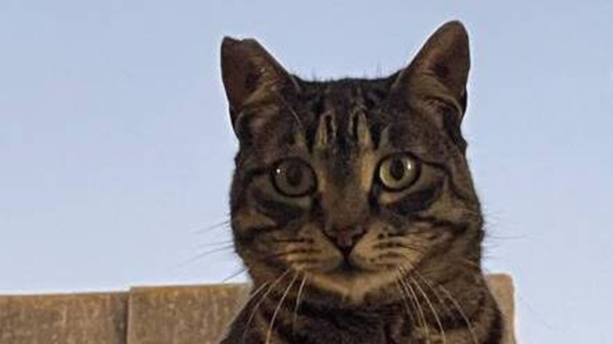 500 animals rehomed this year Kildare charity