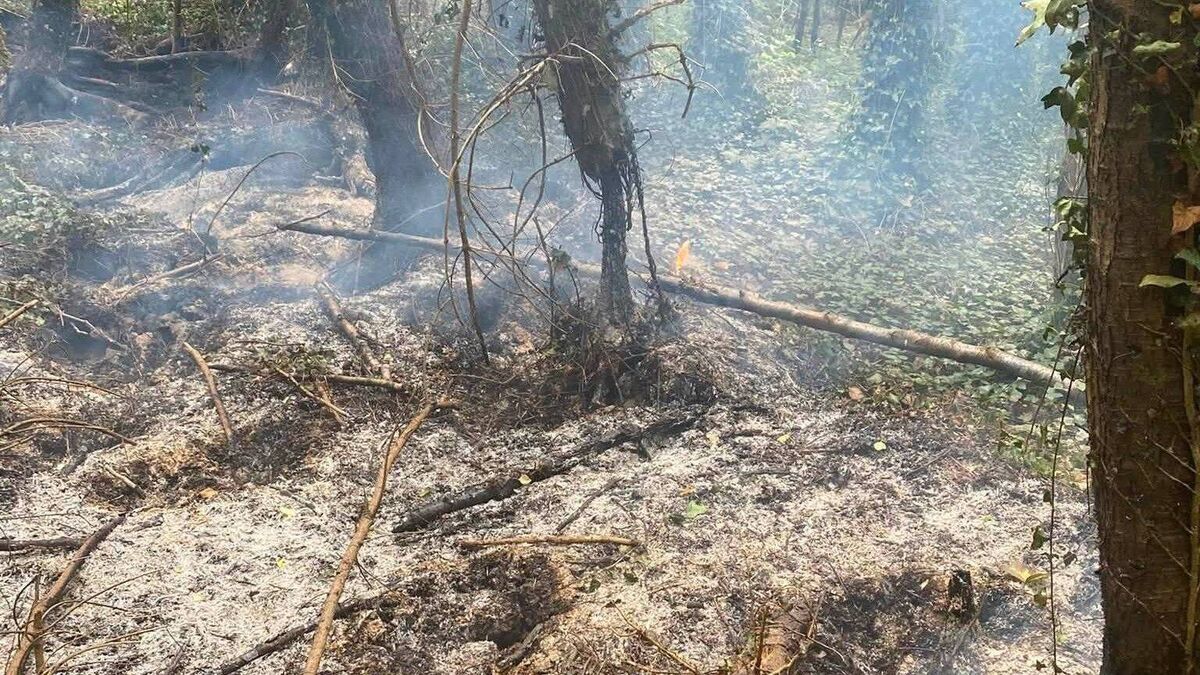 Firefighters tackle blaze beauty spot near Kildare/Laois border
