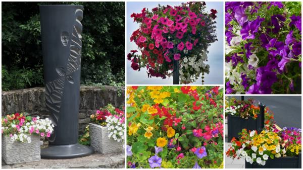 Some of the summer flowers installations through Kilcullen. Many of the blooms were grown in KCA's own polytunnel Some of the summer flowers installations through Kilcullen. Many of the blooms were grown in KCA's own polytunnel