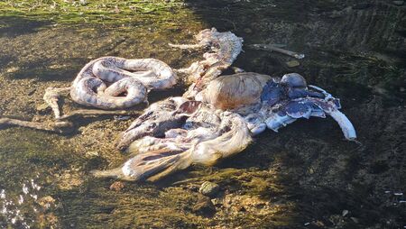 Dead snakes and deer dumped in river