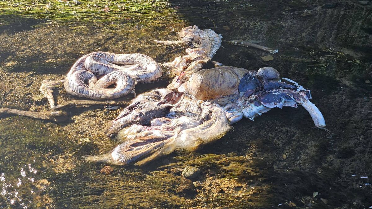 Dead snakes and deer dumped in river