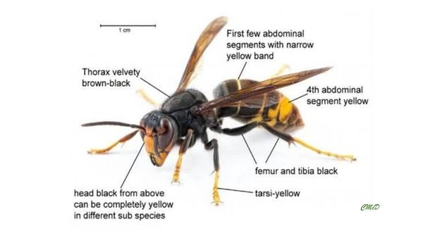 How to spot an Asian hornet