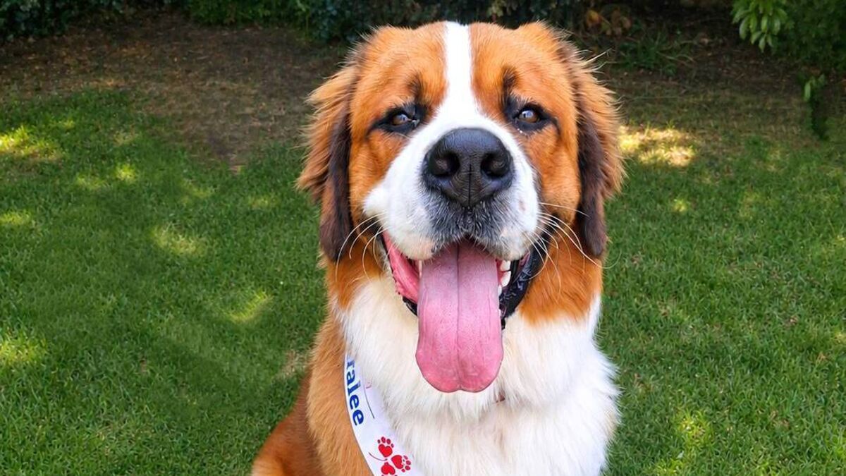Kildare's Albus vies for Nose of Tralee