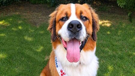 Kildare's Albus vies for Nose of Tralee