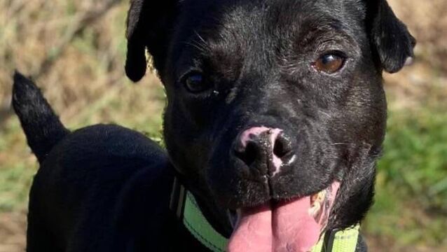 Kildare Rescue Tails: Life a big adventure for Phil