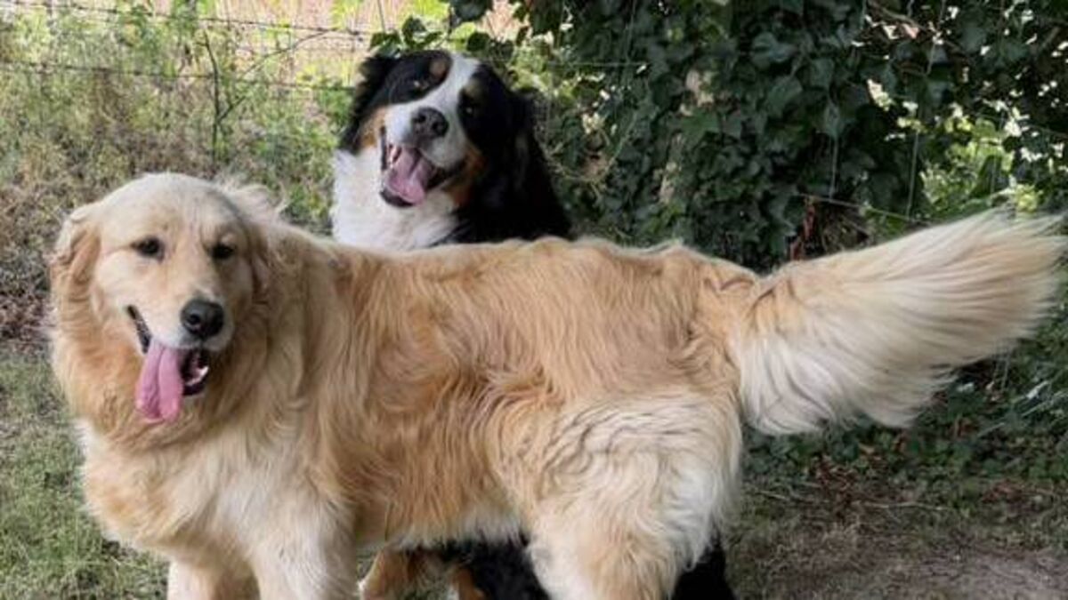 Kildare Rescue Tails: Besties Sam & Tara joy to behold after puppy farm ordeal