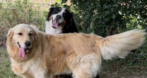 Kildare Rescue Tails: Besties Sam & Tara joy to behold after puppy farm ordeal