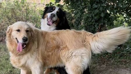 Kildare Rescue Tails: Besties Sam & Tara joy to behold after puppy farm ordeal