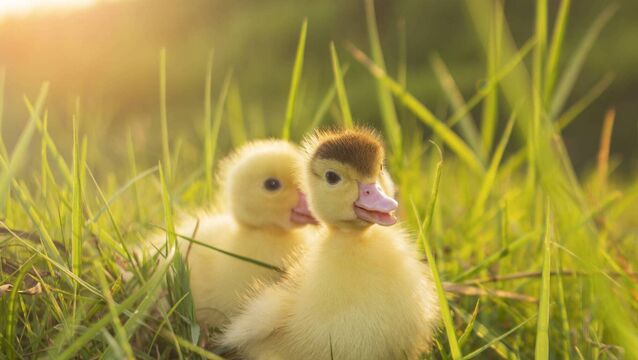 Duck farmer wins latest round in legal dispute with agriculture department 