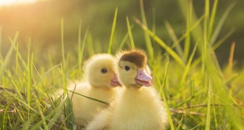 Duck farmer wins latest round in legal dispute with agriculture department 