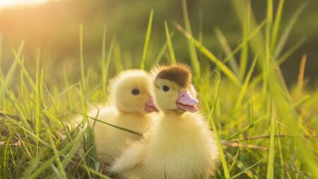 Duck farmer wins latest round in legal dispute with agriculture department 