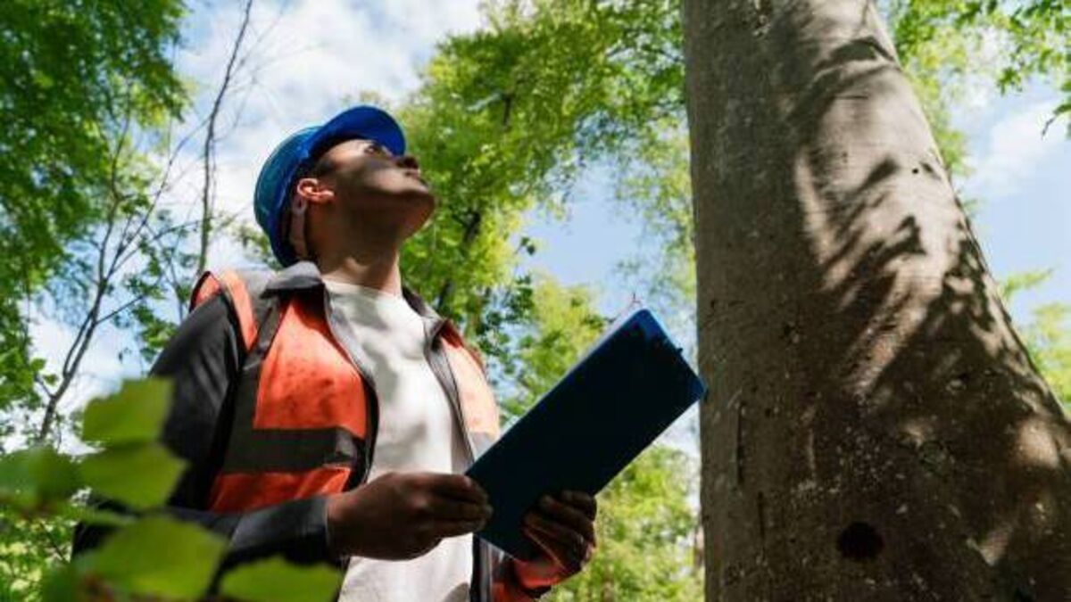 Kildare tree surgeon awarded over €11K in redundancy payment