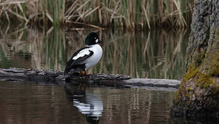 Hunting group loses High Court challenge over ban on shooting four duck species