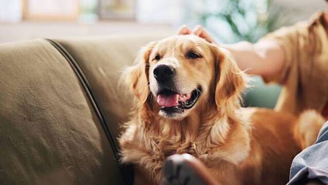 Dogs will take the biscuit at Punchestown show 