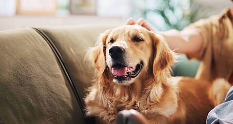 Dogs will take the biscuit at Punchestown show 