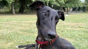 <p>The beautiful Ethel is one of the guests of honour on the day</p>