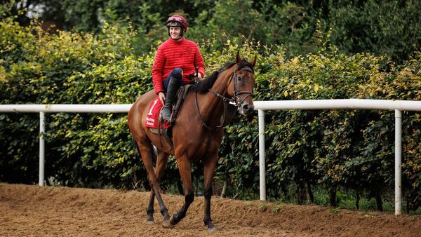 Conor Smithers riding out Ashdale Bob in Jessica Harrington's yard in 2024. The experience gained working with Harrington has been a huge help in Conor's career so far. Photo: ©INPHO/Ben Brady Conor Smithers riding out Ashdale Bob in Jessica Harrington's yard in 2024. The experience gained working with Harrington has been a huge help in Conor's career so far. Photo: ©INPHO/Ben Brady