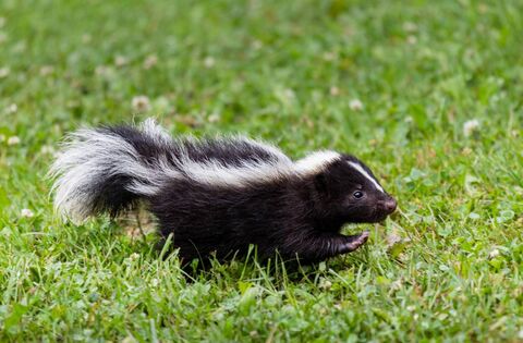 Discovery of skunks in Kildare sparks investigation - News