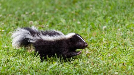 Discovery of skunks in Kildare sparks investigation