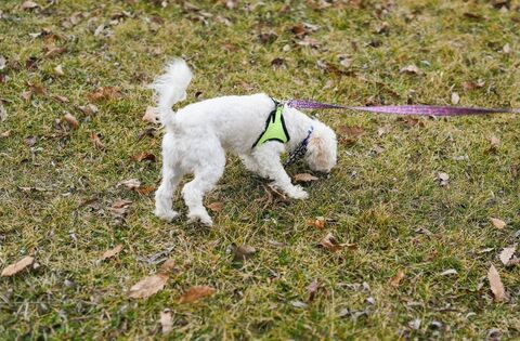 Nearly 20 complaints made about dog fouling in Kildare last year