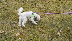 <p>A council spokesperson said that one of the main challenges is the lack of specific dog fouling legislation</p> <p>A council spokesperson said that one of the main challenges is the lack of specific dog fouling legislation</p>