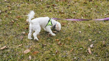 Nearly 20 complaints made about dog fouling in Kildare last year