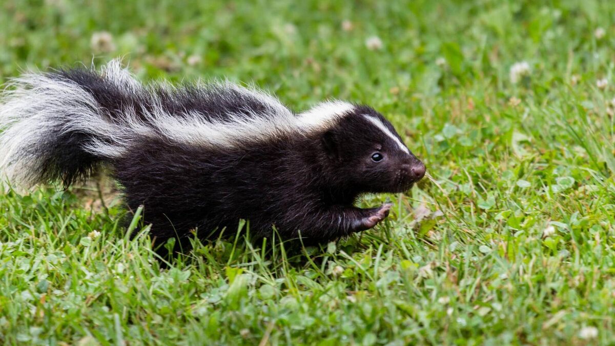 Skunks could have 'decimated' Kildare bog, expert says