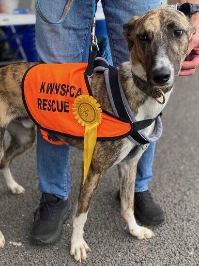 Benny's profile is available on KWWSPCA 'Adopt a Dog' page Benny's profile is available on KWWSPCA 'Adopt a Dog' page