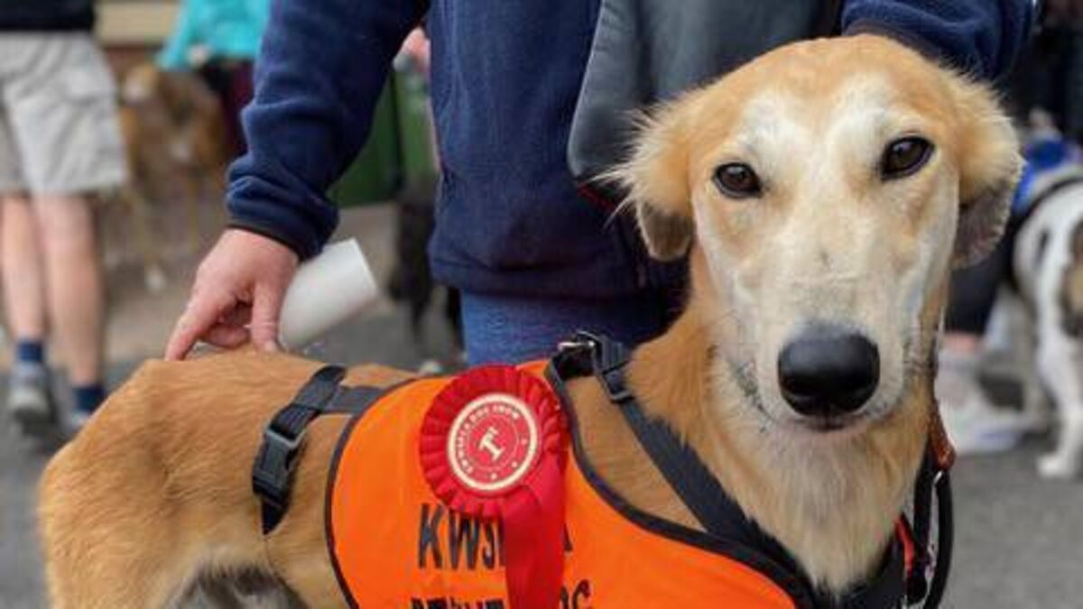 Kildare Rescue Tails: KWWSPCA host dog show