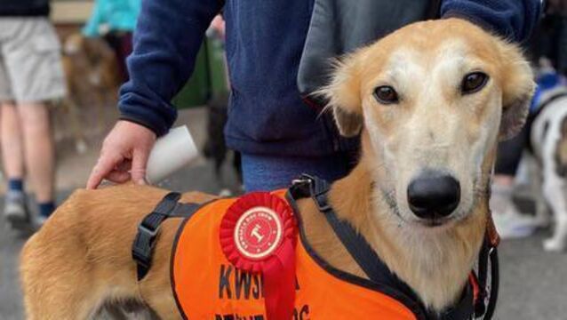 <p>Sailor is a shelter star!</p>