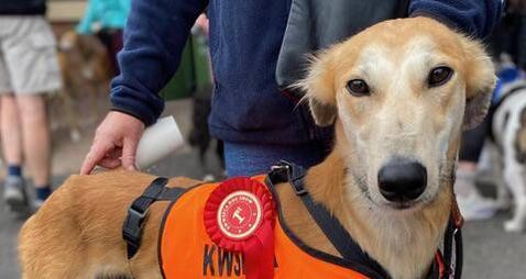 Kildare Rescue Tails: KWWSPCA host dog show