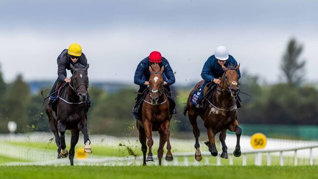 <p>Green Impact, Wyman and Hotazhell will be action for trainer Jessica Harrrington at Leopardstown on Saturday on Day 1 of the Irish Champions Festival Preview Photo: ©INPHO/Morgan Treacy</p>
