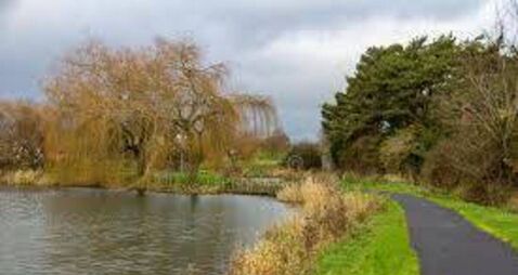 Proposals to tackle overgrowing weeds in Kildare lake being examined